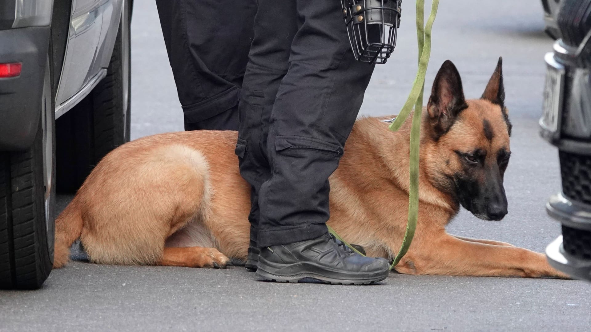 Polizeihund (Symbolbild): Der Belgier ist bereits wieder aufgetaucht.