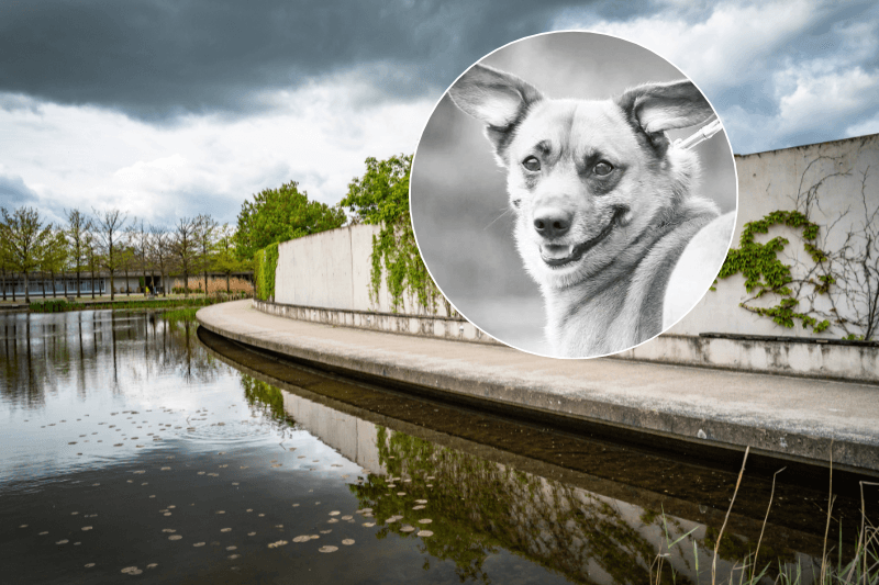 Eine Mauer, die das Tierheim Berlin umgibt und Hund Tico: Der Vierbeiner wurde eingeschläfert.