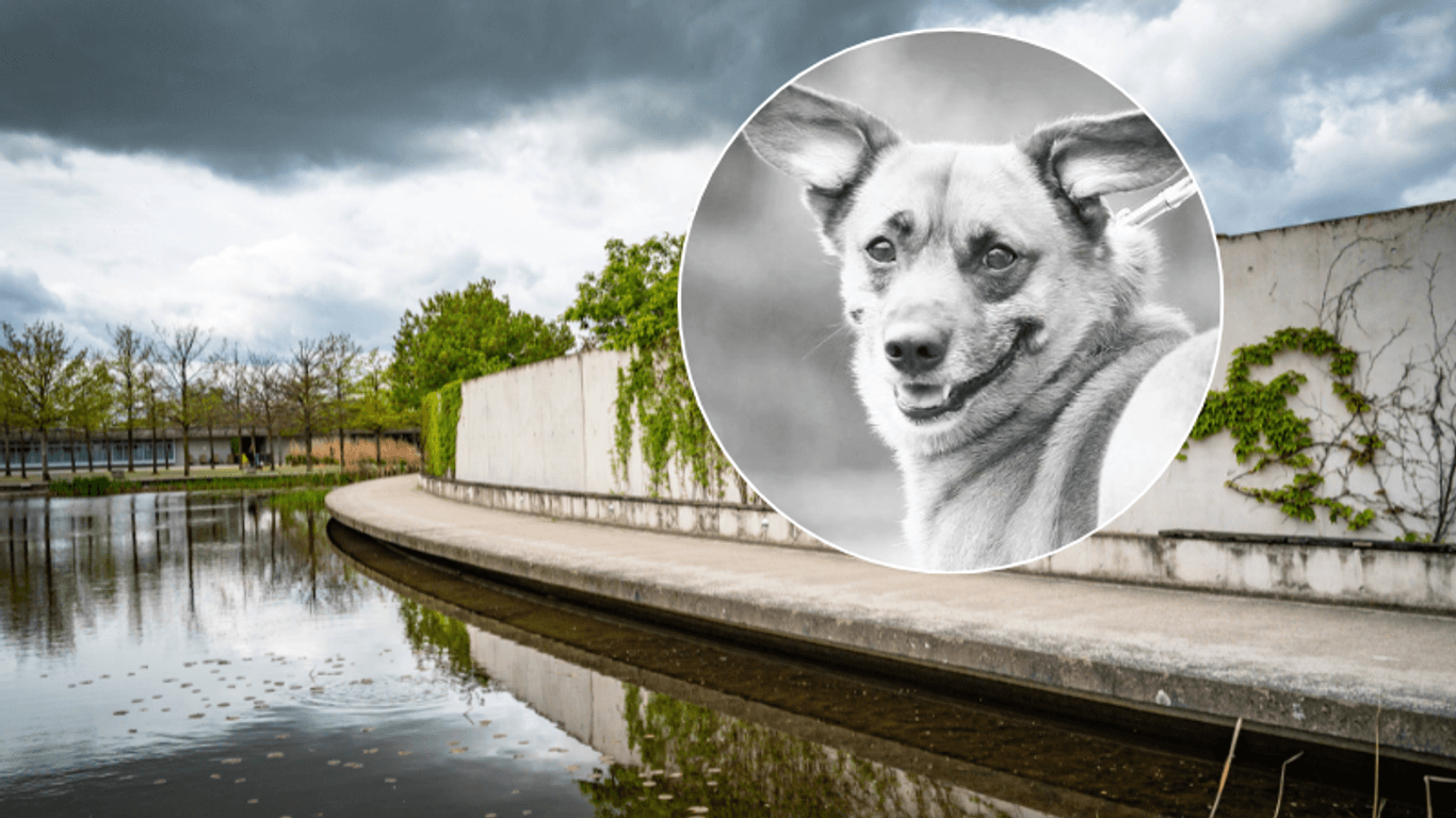 Eine Mauer, die das Tierheim Berlin umgibt und Hund Tico: Der Vierbeiner wurde eingeschläfert.