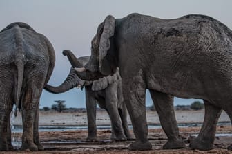 Elefantenbullen in Namibia