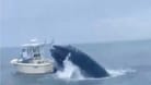 Wal lässt Boot kentern