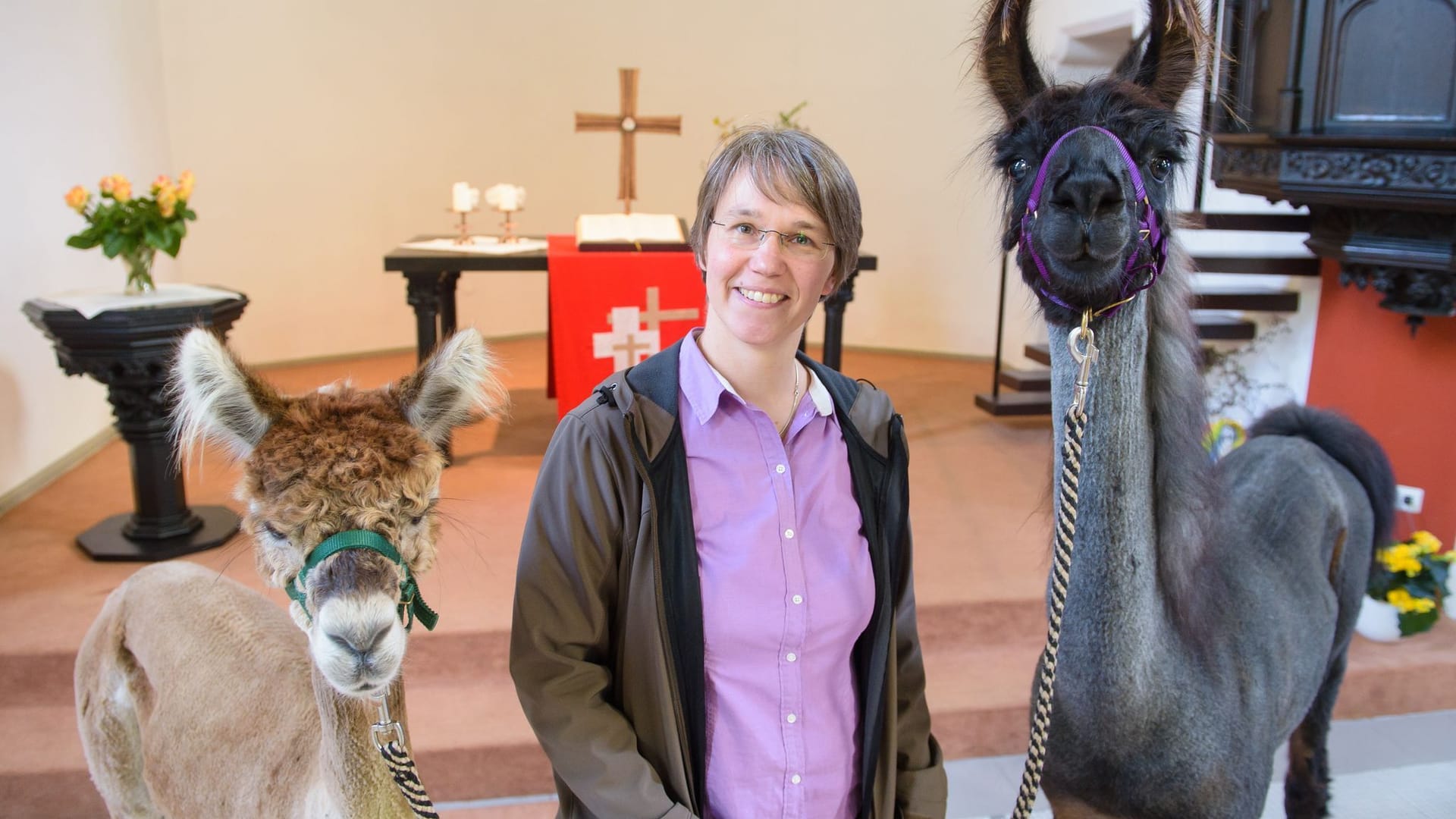 Pfarrerin mit Lamas und Alpakas im Auftrag des Herrn unterwegs Pfarrerin mit Lamas und Alpakas im Auftrag des Herrn unterwegs