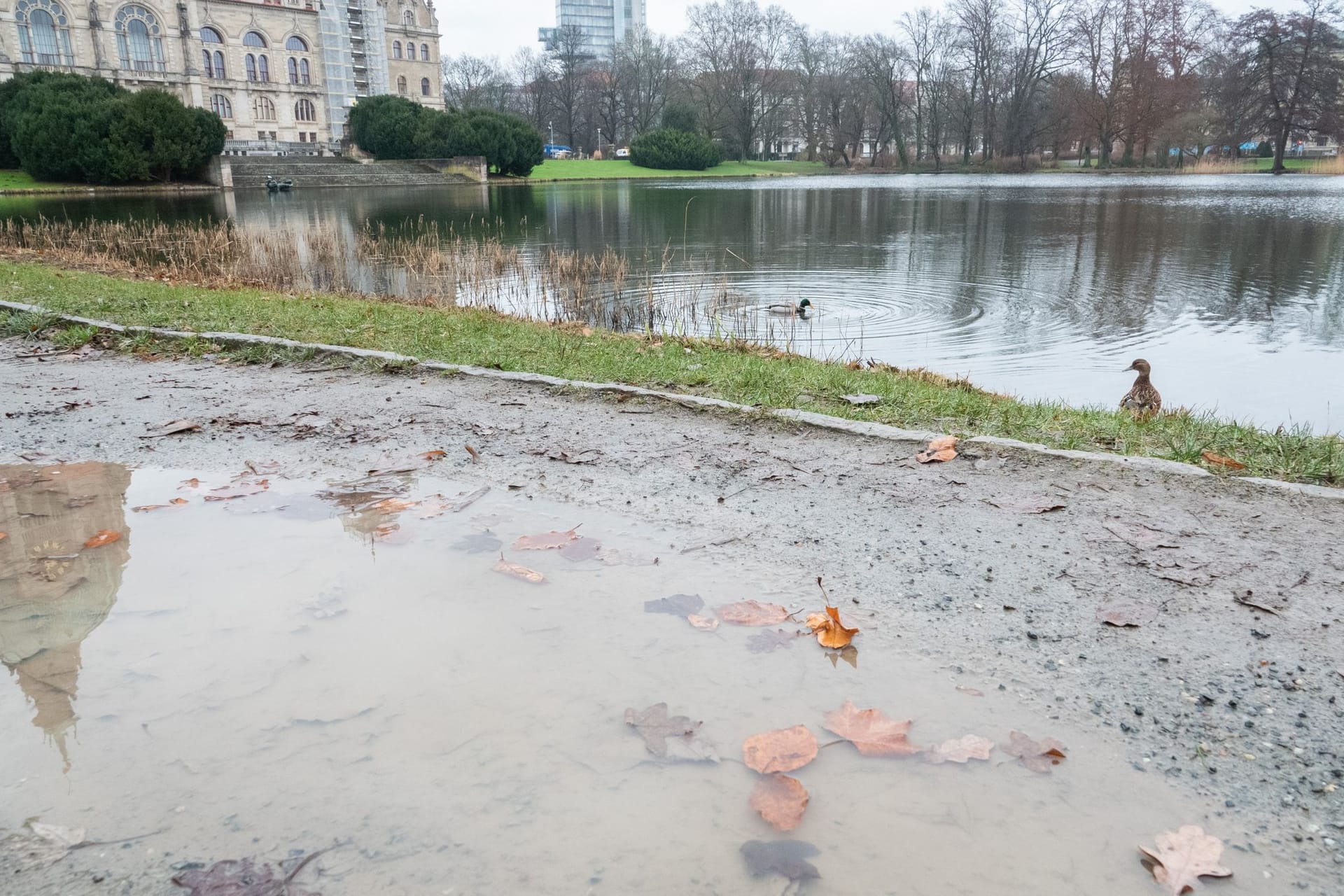 Neues Rathaus in Hannover