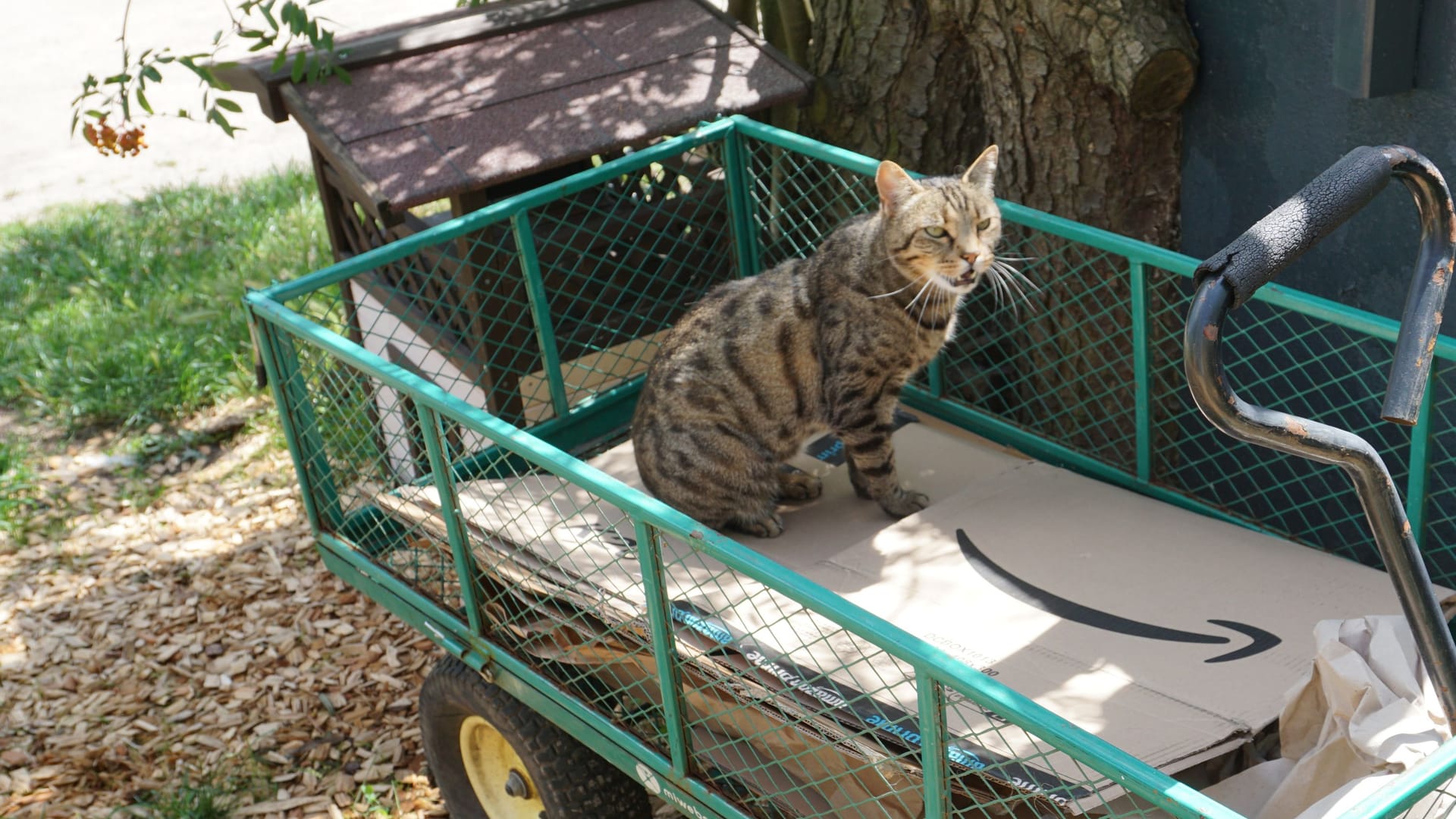 Eine Hofkatze: Auf dem Gnadenhof befinden sich nur Handicap-Tiere.