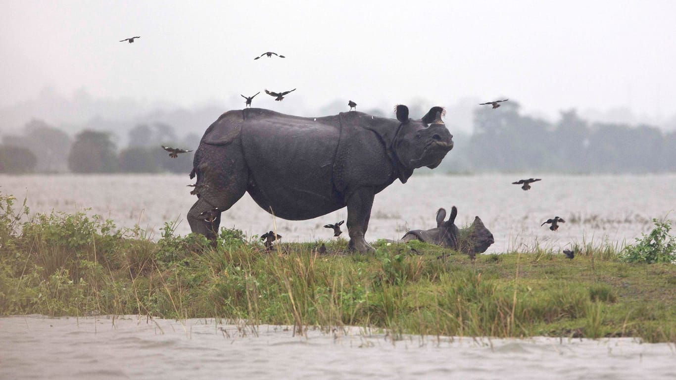 Hochwasser in Indien