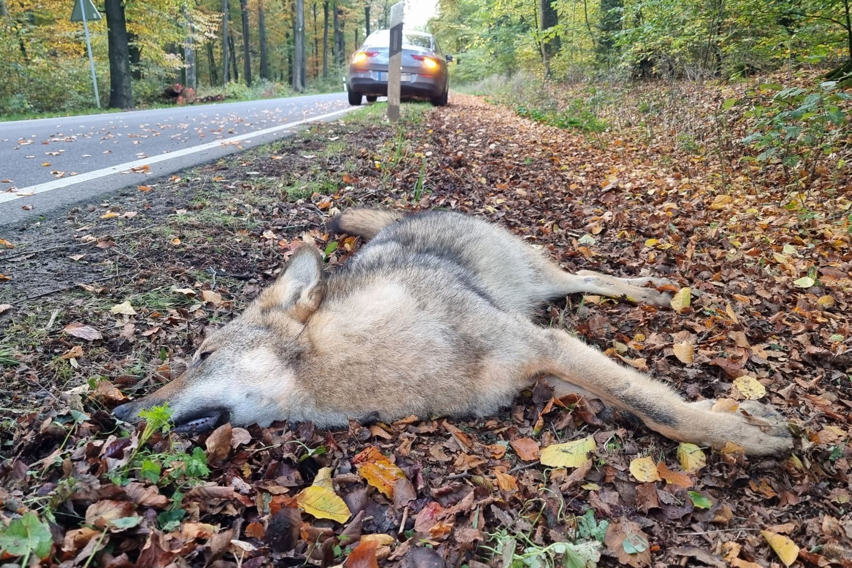 Wolf überfahren