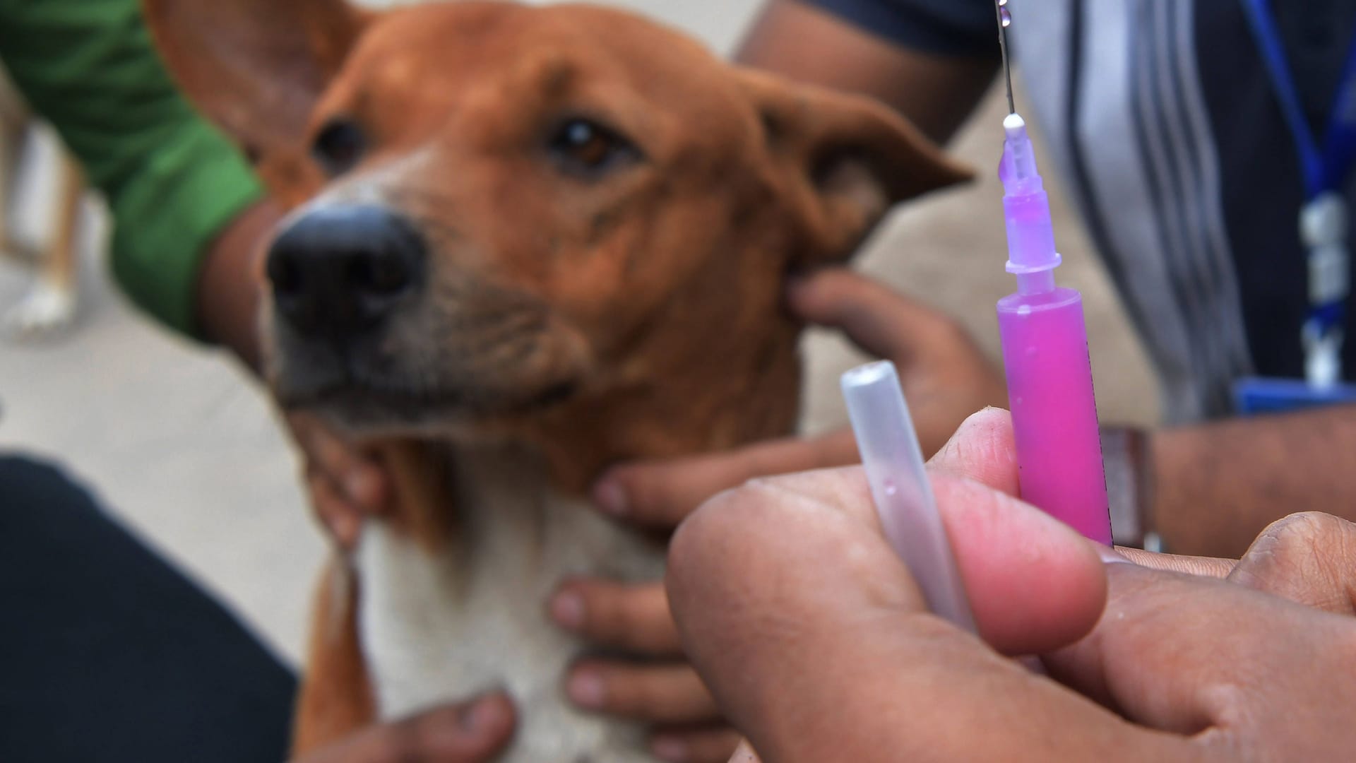 Freiwillige einer Nichtregierungsorganisation impfen Straßenhunde in der Türkei (Archivbild).