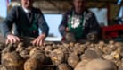 Kartoffelernte: Regen führt mancherorts zu Totalausfällen
