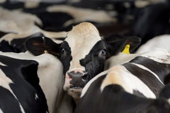 Vogelgrippe bei Milchkühen in den USA