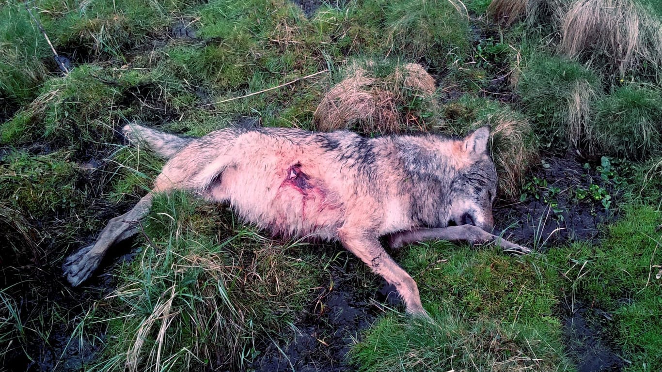 Wolf im Westerwald erschossen