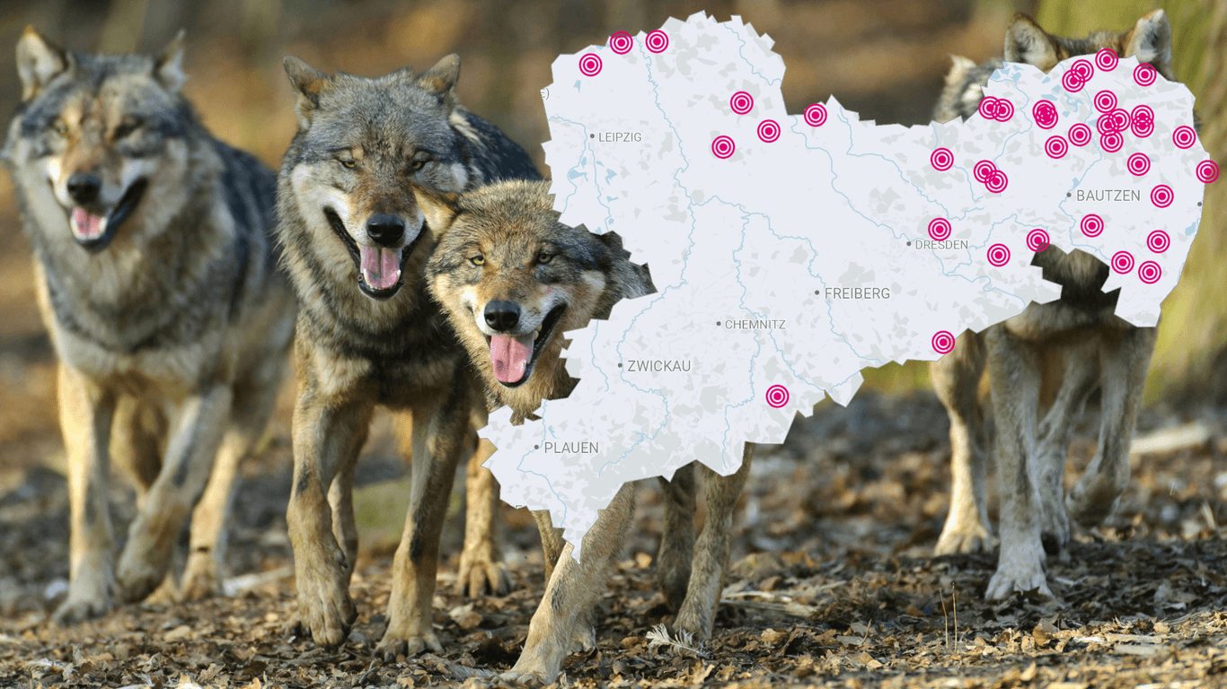 Neben den 34 Wolfsrudeln sind in Sachsen auch noch fünf Wolfspaare und zwei Einzeltiere unterwegs: Die endgültige Bestätigung der Wolfsterritorien steht noch aus.