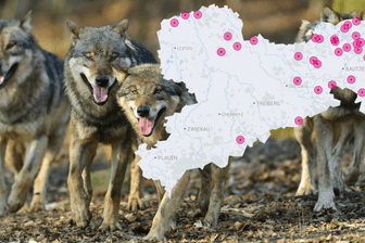 Neben den 34 Wolfsrudeln sind in Sachsen auch noch fünf Wolfspaare und zwei Einzeltiere unterwegs: Die endgültige Bestätigung der Wolfsterritorien steht noch aus.