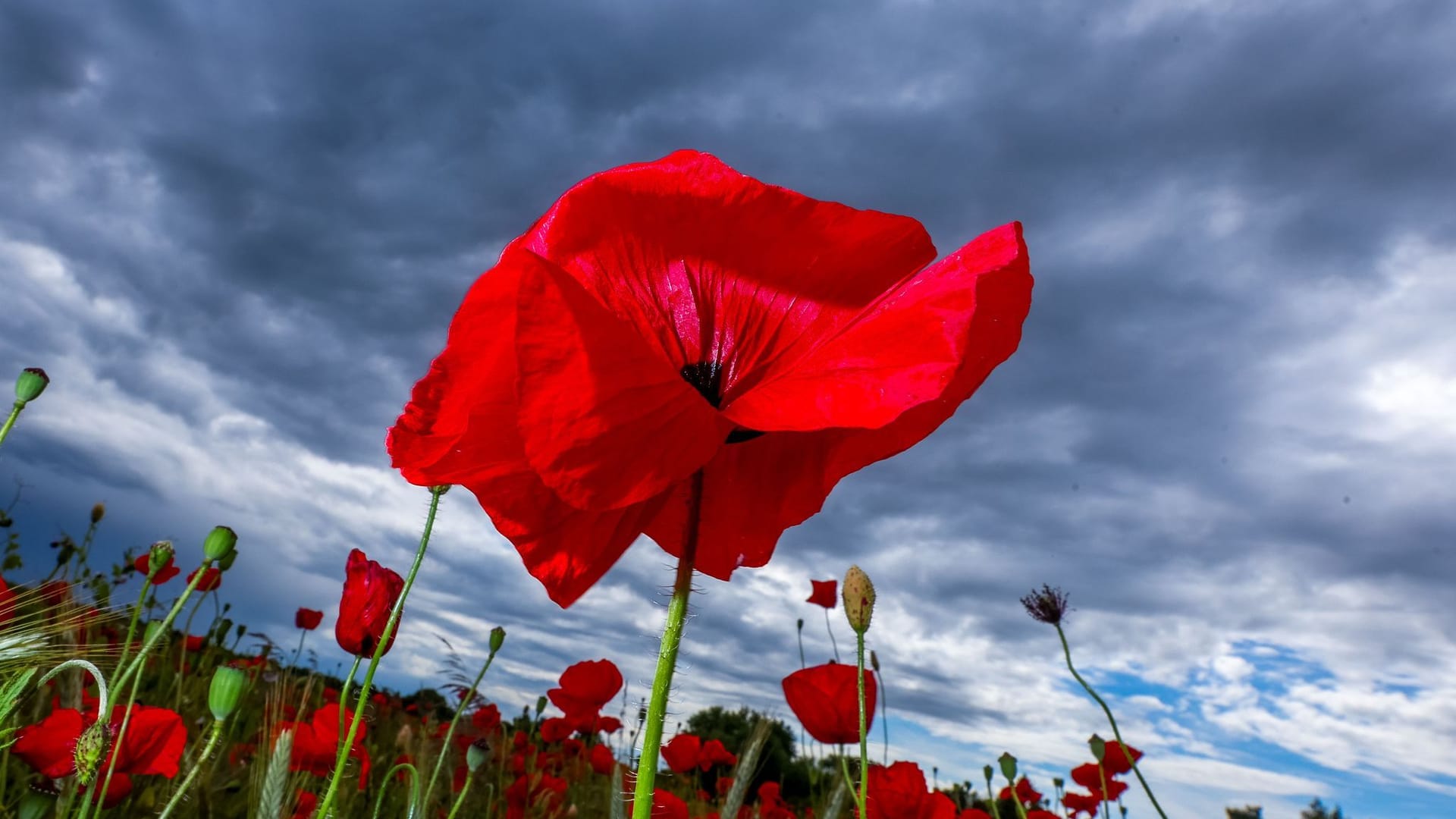 Mohnblüten vor dunklen Regenwolken