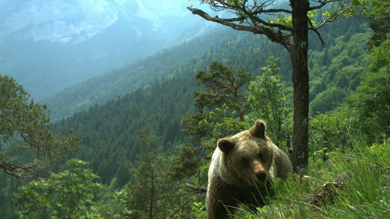 Bären im Trentino