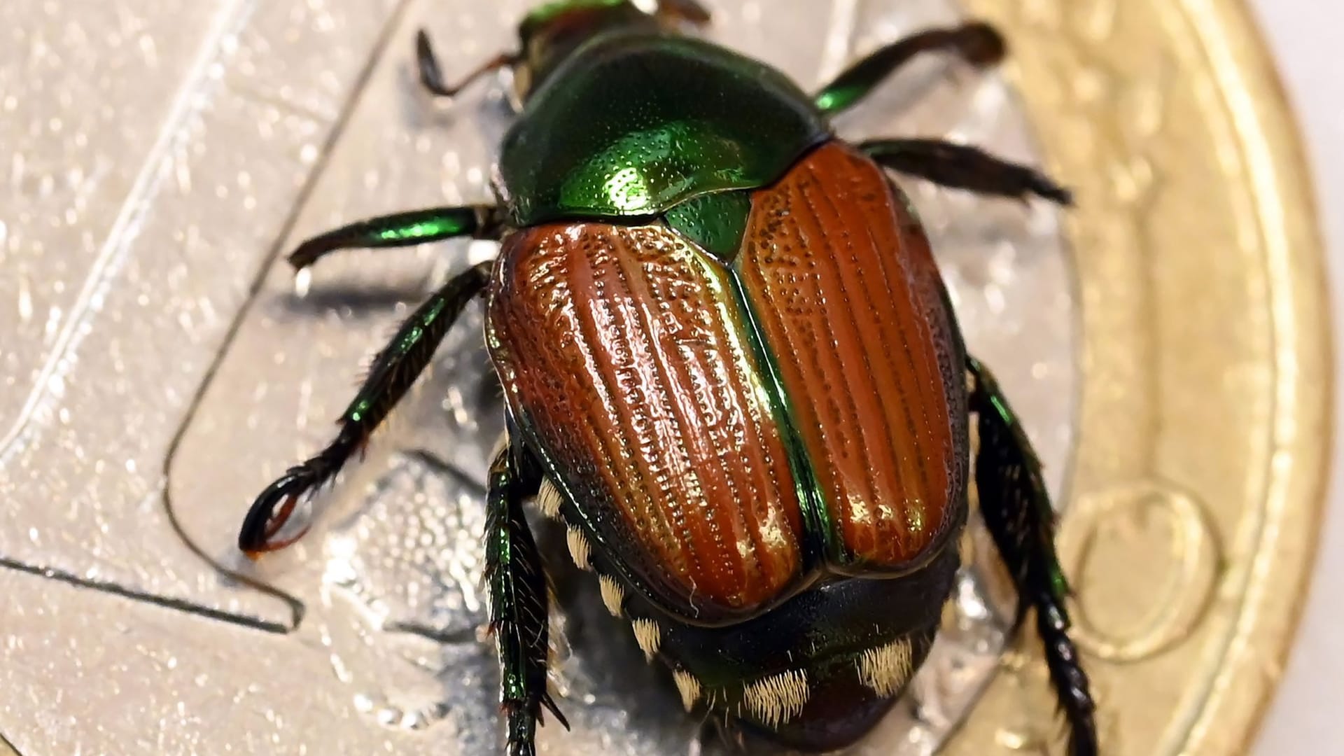 Präparierter Japankäfer (Popillia japonica)