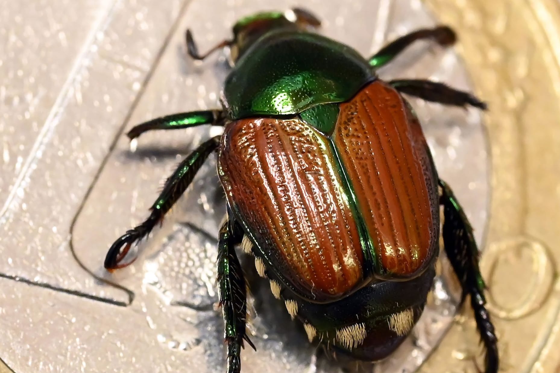 Präparierter Japankäfer (Popillia japonica)