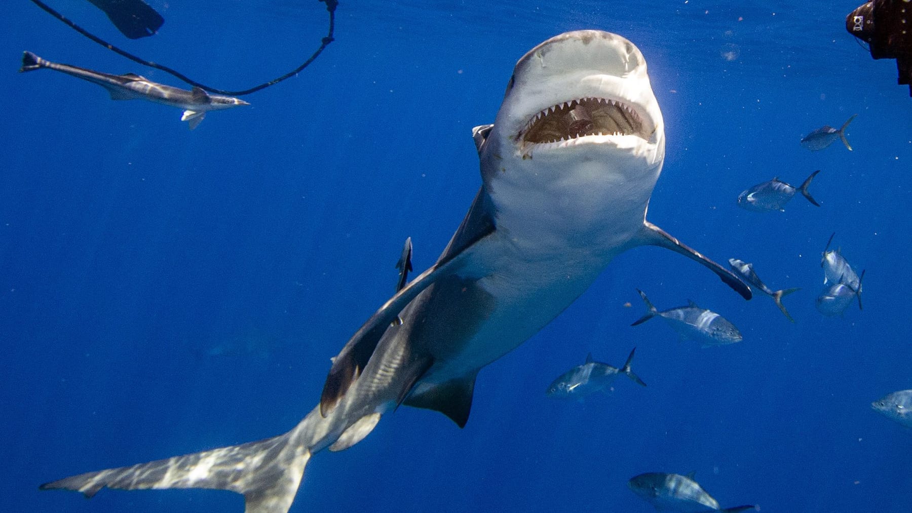 Avustralya'da köpekbalığı tarafından saldırıya uğrayan sörfçü – bacağında diş