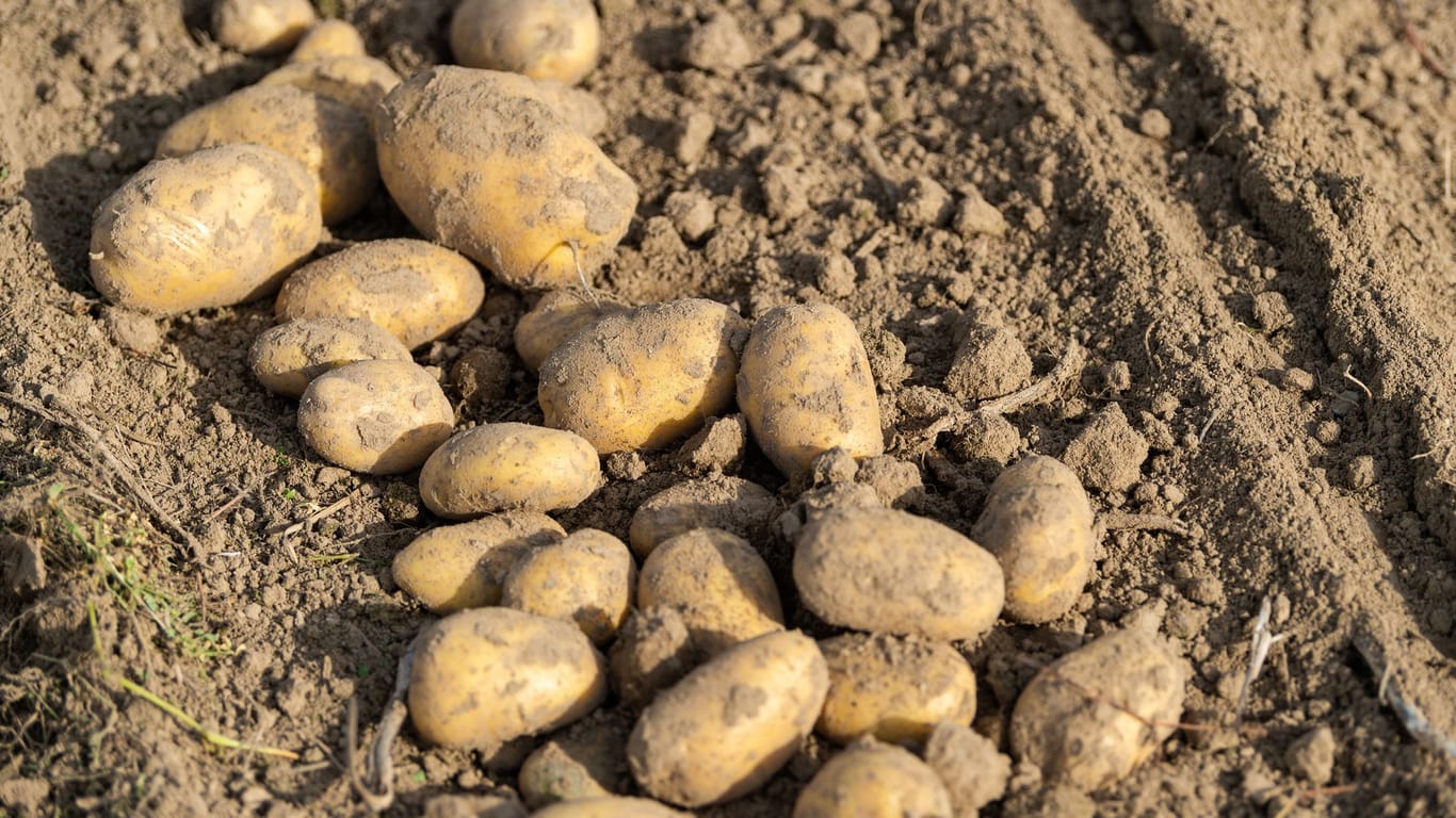 Bauern blicken mit Sorge auf Kartoffelernte