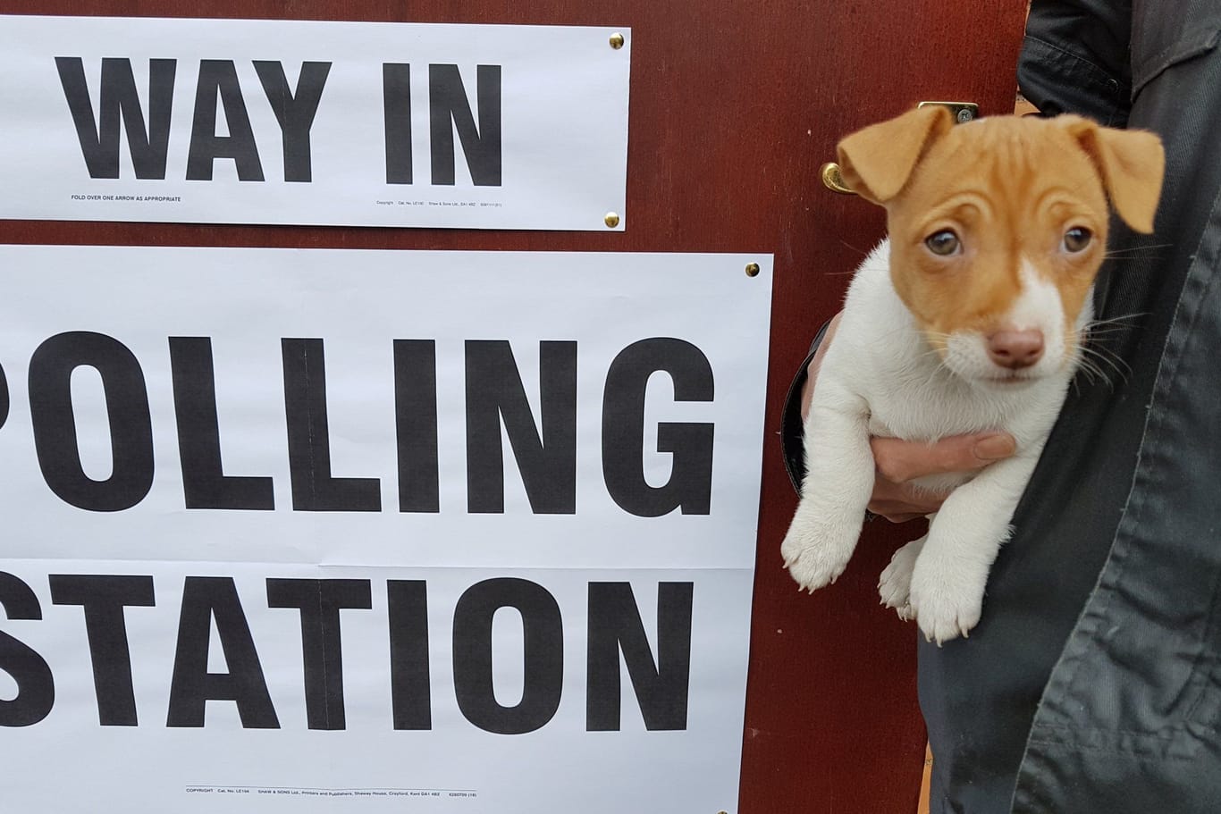 #dogsatpollingstations: Briten bringen ihre Tiere mit zur Wahl und posten sie auf Social Media, um andere Menschen zur Wahl zu ermutigen.