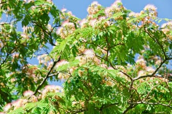 yellow Acacia branch