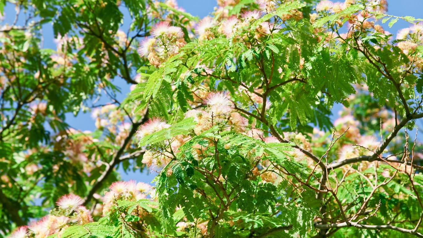 yellow Acacia branch