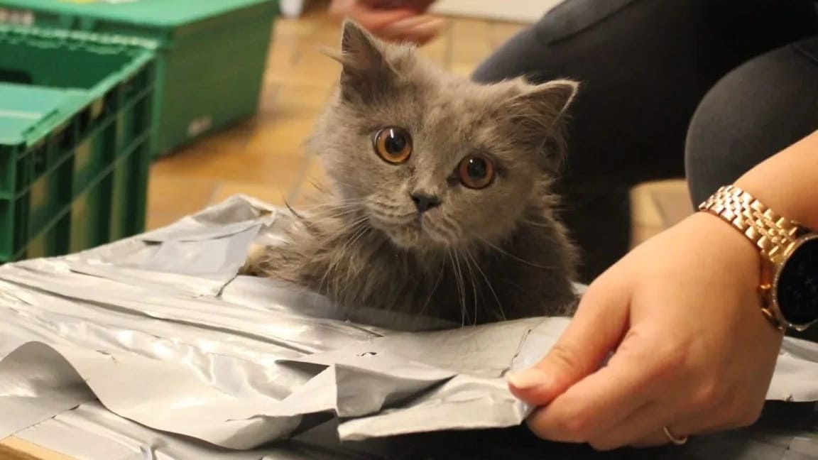 Endlich frische Luft: Diese niedliche Katze wurde gemeinsam mit vier weiteren Tieren in einem zugeklebten Karton vor die Tür des Essener Tierheims gestellt.