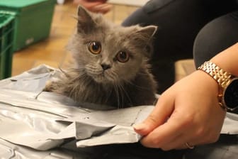 Endlich frische Luft: Diese niedliche Katze wurde gemeinsam mit vier weiteren Tieren in einem zugeklebten Karton vor die Tür des Essener Tierheims gestellt.