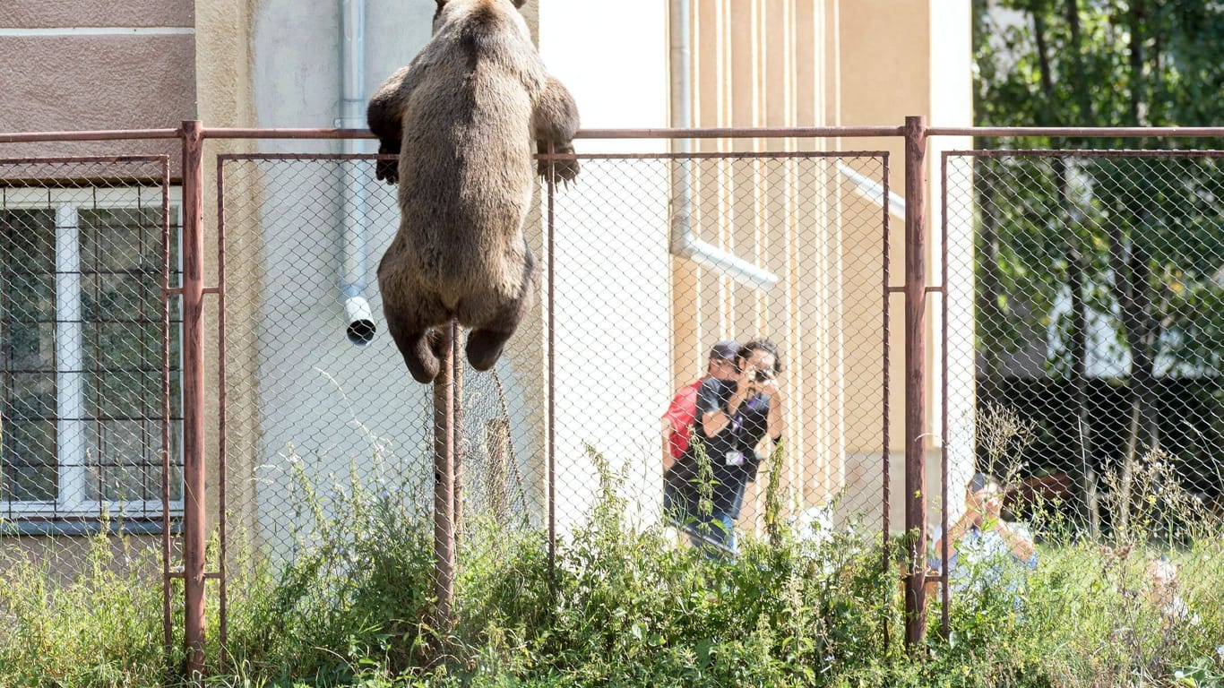 Braunbär bricht in Schule ein