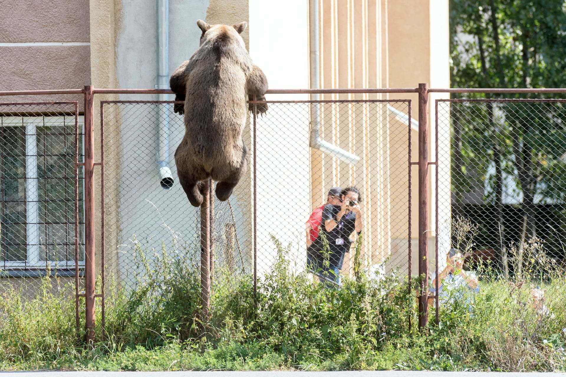 Braunbär bricht in Schule ein