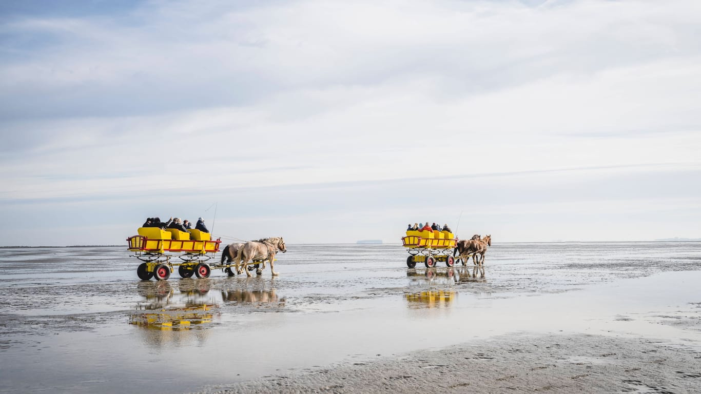 Pferdewagen im Wattenmeer (Symbolbild): Rosis letzter Wunsch ging in Erfüllung.