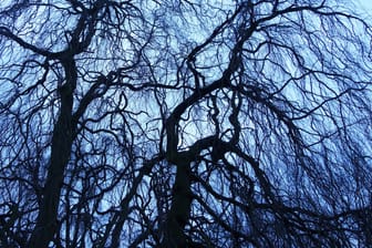 Parkanlage in der Morgendämmerung (Symbolfoto): Im Treptower Park soll es laut eines Berichts zu einer Vergewaltigung gekommen sein.