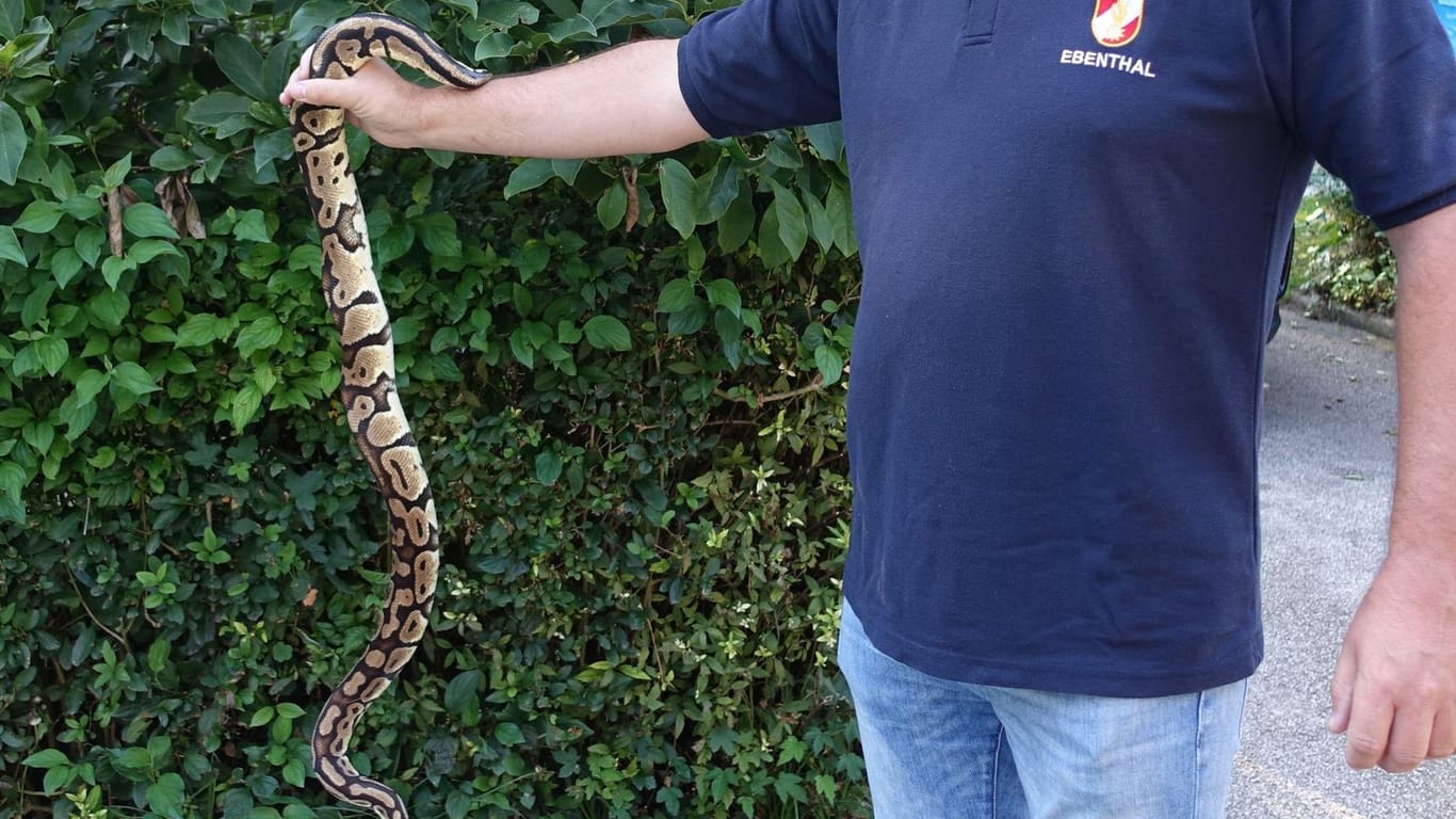 Exotische Schlange in Kärnten gefunden