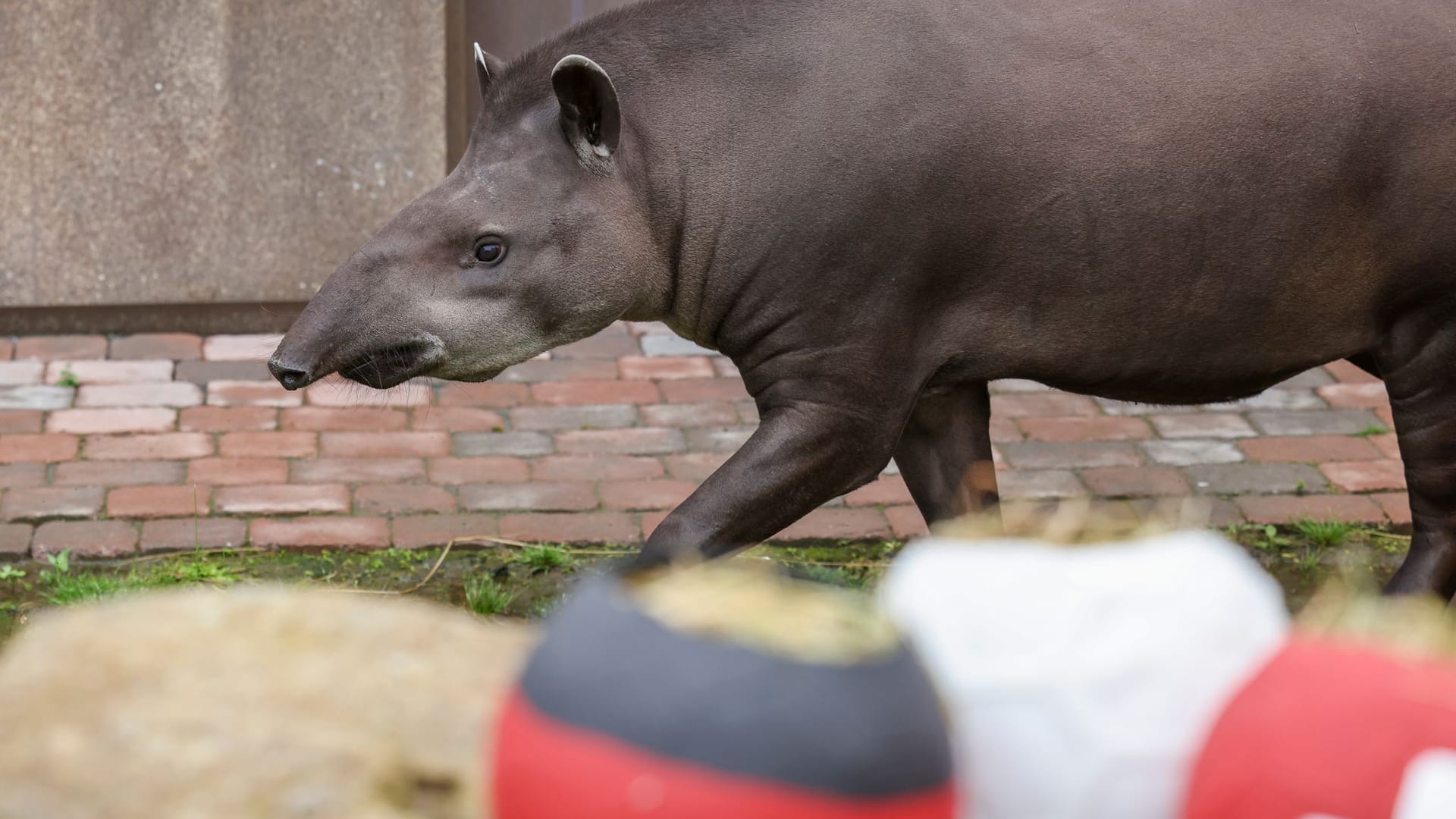 Euro 2024: Orakel Tapir Theo tippt EM-Spiel Spanien - Deutschland