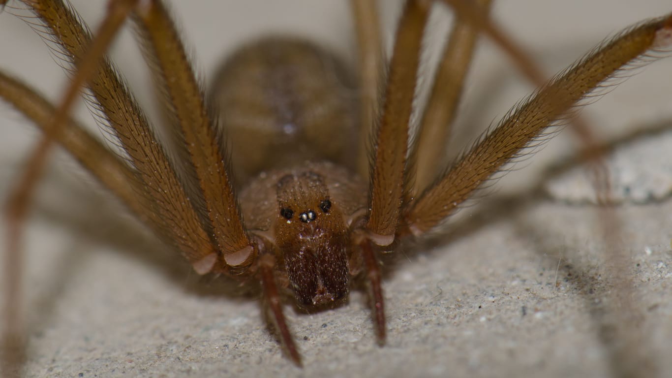 Front view of a Mediterranean recluse spider.