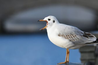 Sturmmöwe an der Spree (Archivbild): Wenn die Berliner Urlaub am Meer machen, kommen etliche Möwen in die Hauptstadt.