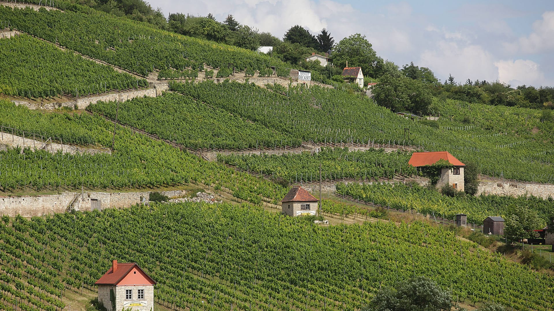 Trotz der nördlichen Lage gedeihen in den Weinbergen von Freyburg viele verschiedene Rebsorten.