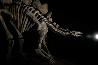 Ein Stegosaurus: Der Dinosaurier erzielte bei einer Auktion eine Rekordsumme.