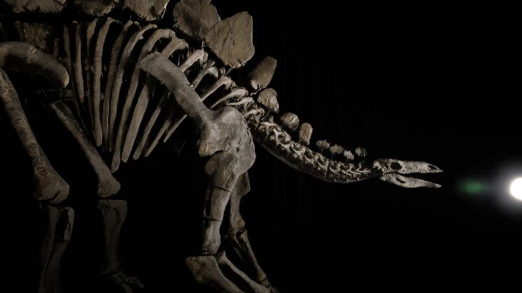 Ein Stegosaurus: Der Dinosaurier erzielte bei einer Auktion eine Rekordsumme.