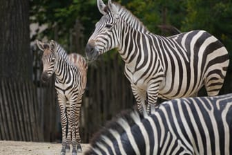 Das Fohlen steht neben seiner Mutter: Das Jungtier erkundet derzeit das Gehege.