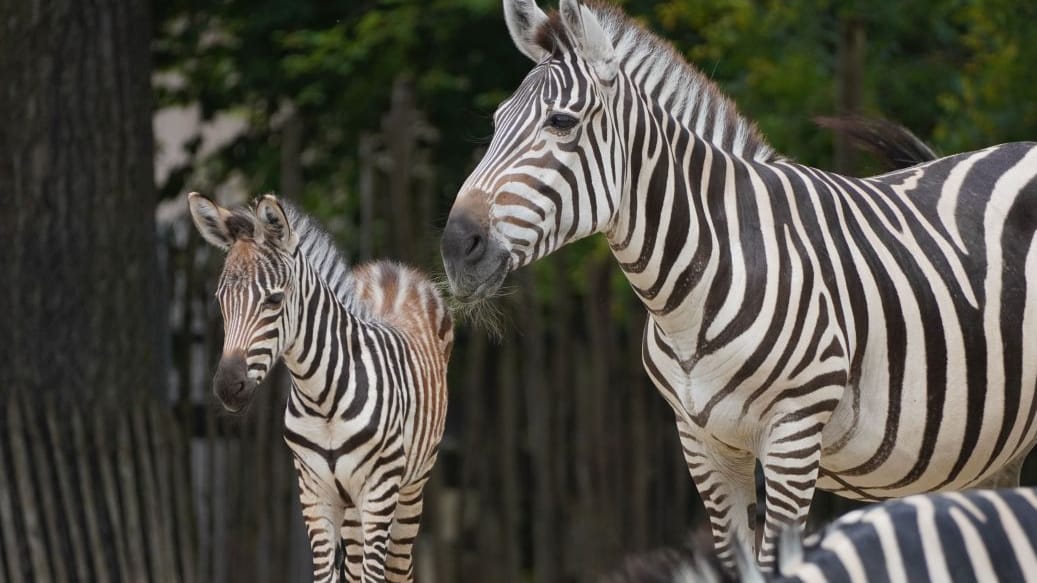Das Fohlen steht neben seiner Mutter: Das Jungtier erkundet derzeit das Gehege. Das Fohlen steht neben seiner Mutter: Das Jungtier erkundet derzeit das Gehege.