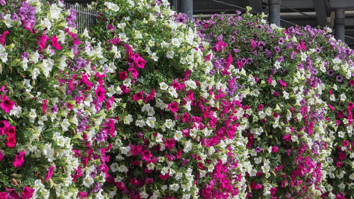 Hängende Balkonpflanzen acht beliebte Blumen für den Sommer