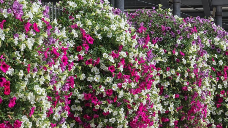 Hängende Balkonpflanzen acht beliebte Blumen für den Sommer