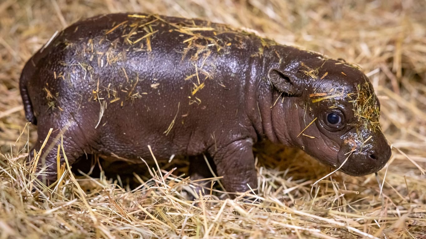 20.000 Namensvorschläge für Mini-Hippo