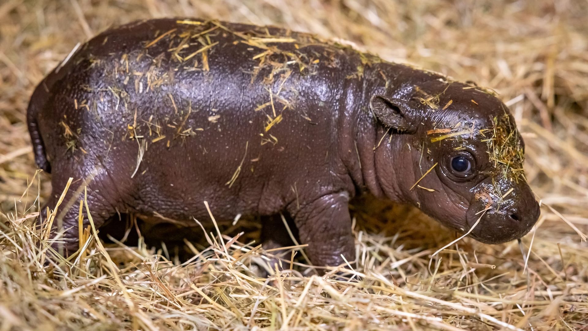 20.000 Namensvorschläge für Mini-Hippo 20.000 Namensvorschläge für Mini-Hippo
