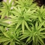 Cannabis-Anbauvereine können starten - aber wie?
