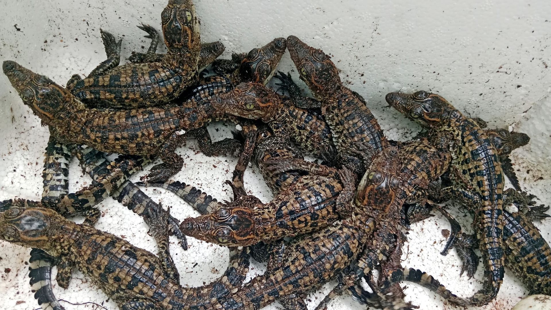Eier seltener Krokodile in Kambodscha entdeckt Eier seltener Krokodile in Kambodscha entdeckt