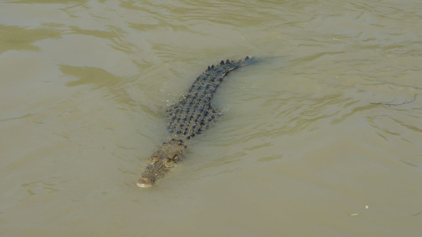 Krokodile im Northern Territory