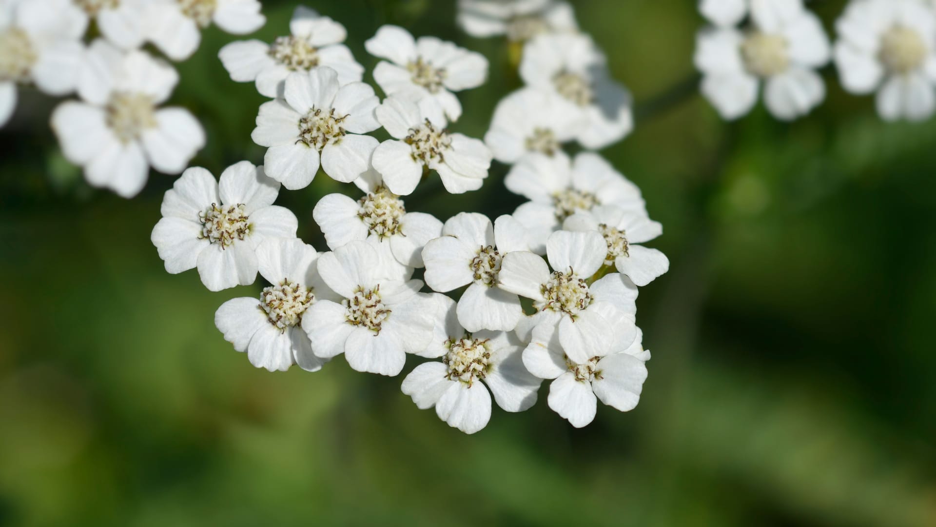 White Beauty Yarrow