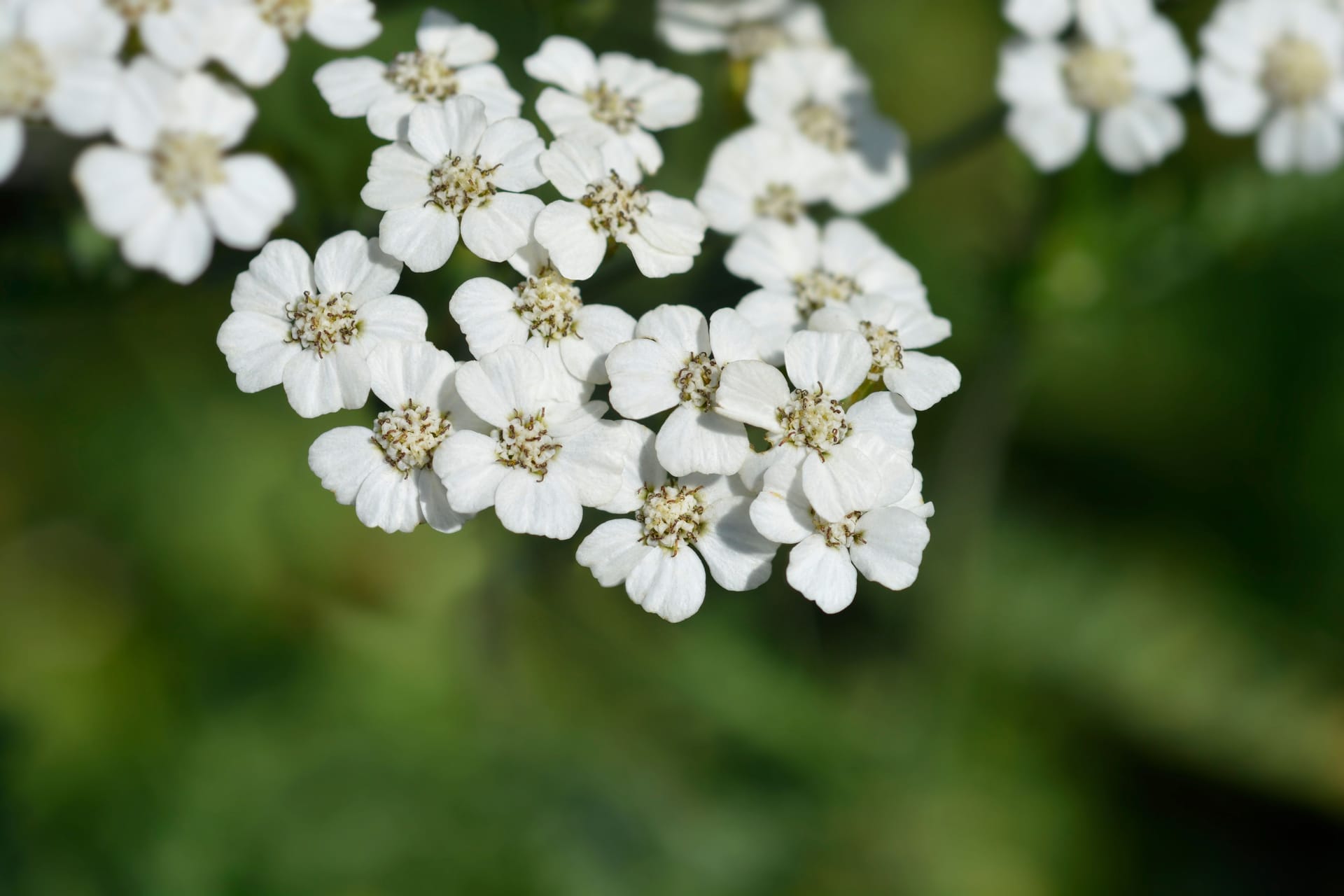 White Beauty Yarrow