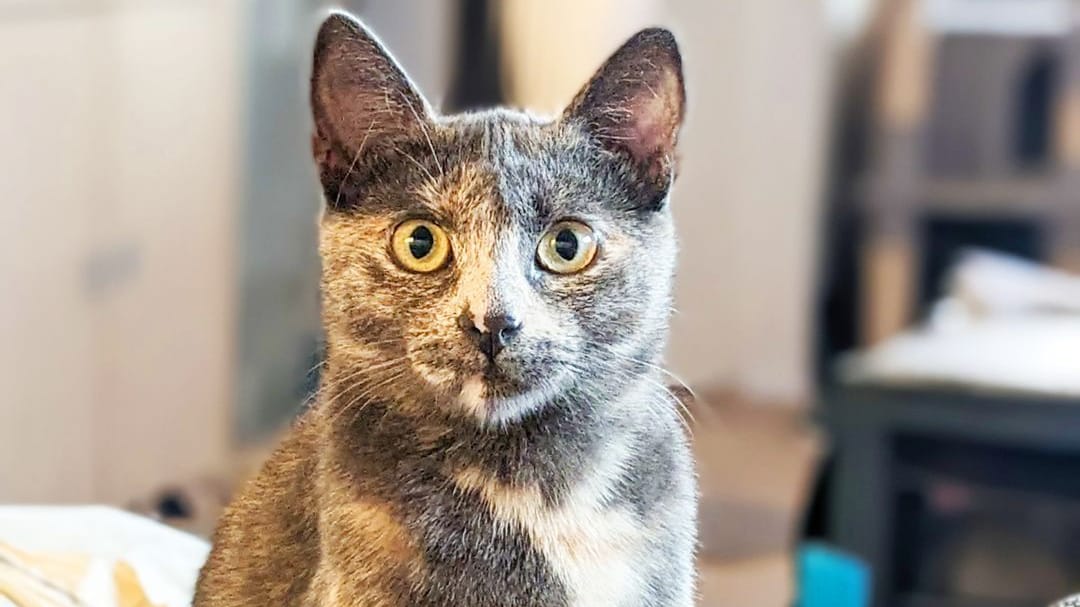 Katze Missy im Tierheim Berlin